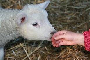 Goat and hand